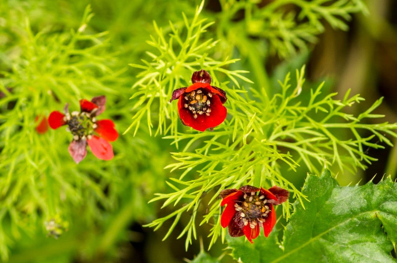 Adonis annuale 6