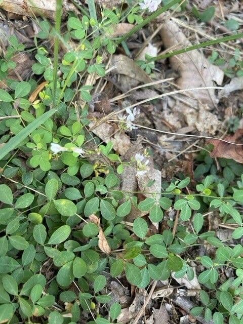 Lespedeza procumbens 4