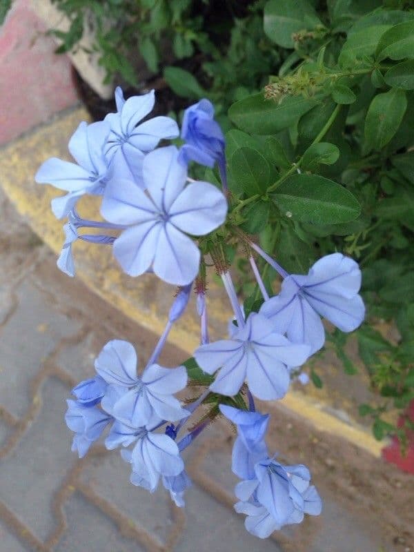 Plumbago auriculata 10
