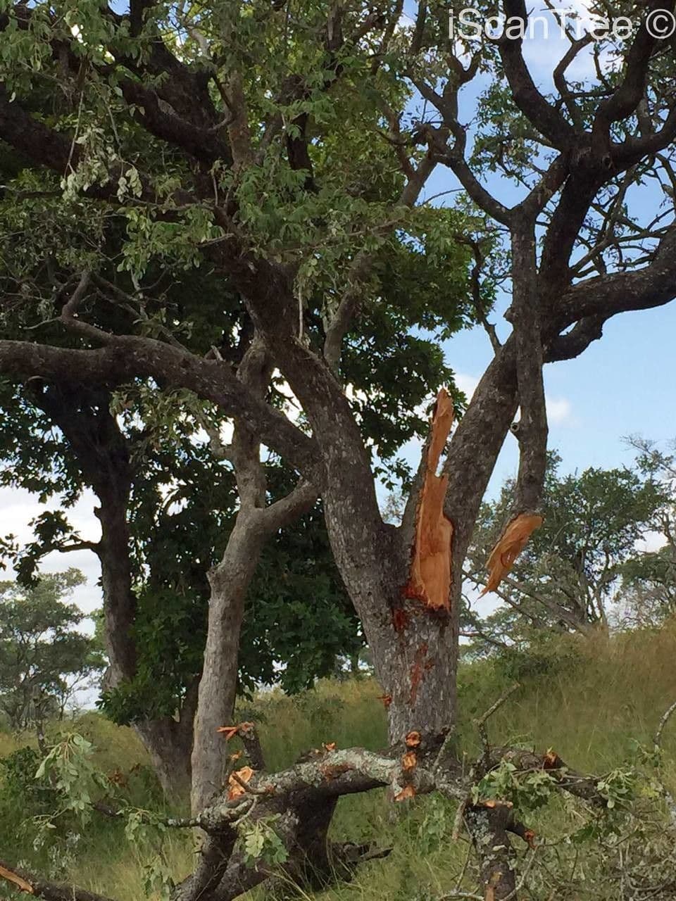 Marula 10