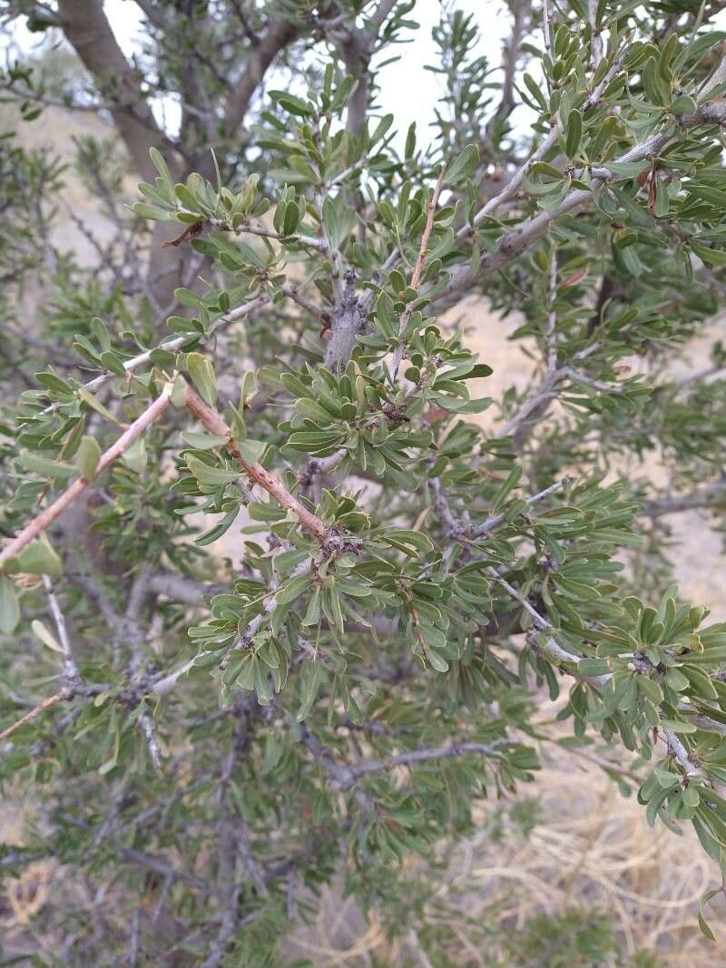 Schinus 5