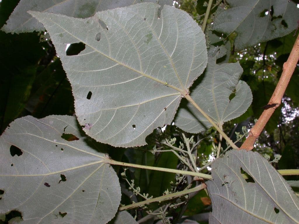 Heliocarpus 18