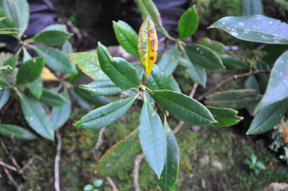 Różanecznik irroratum 8