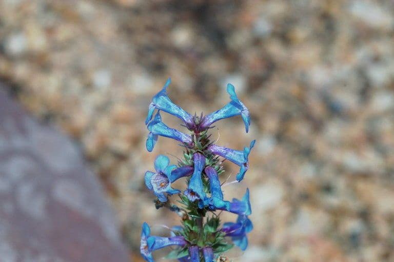 Penstemon