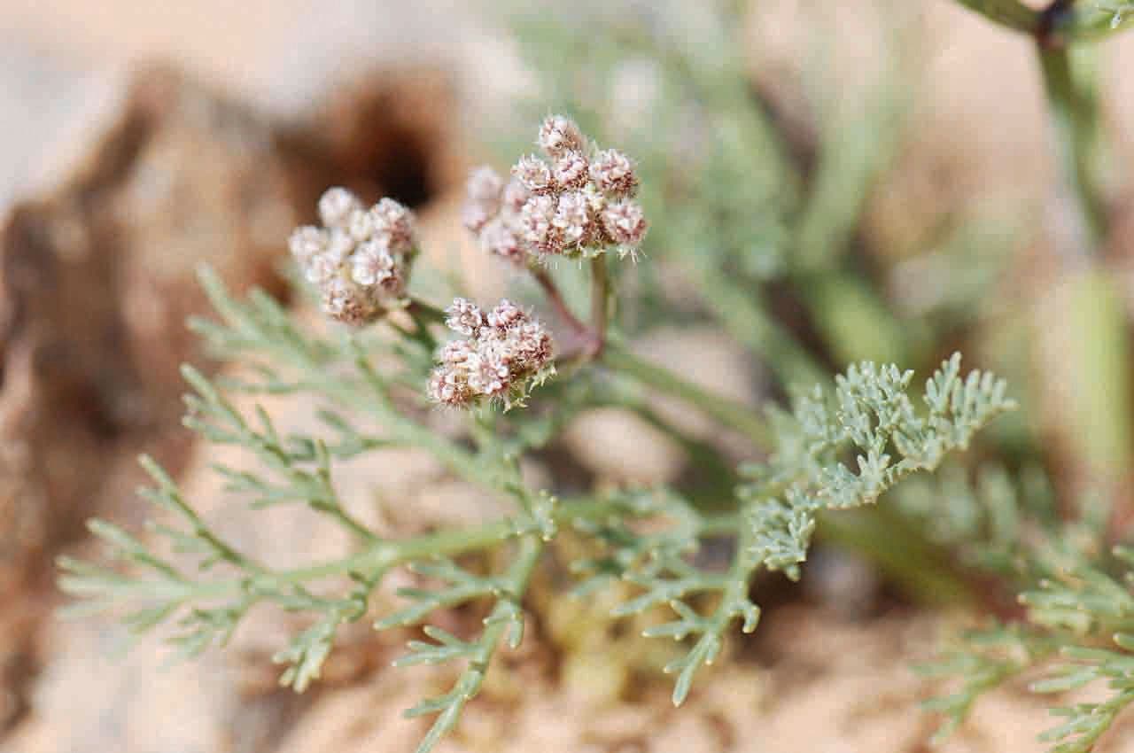 Ammodaucus 10