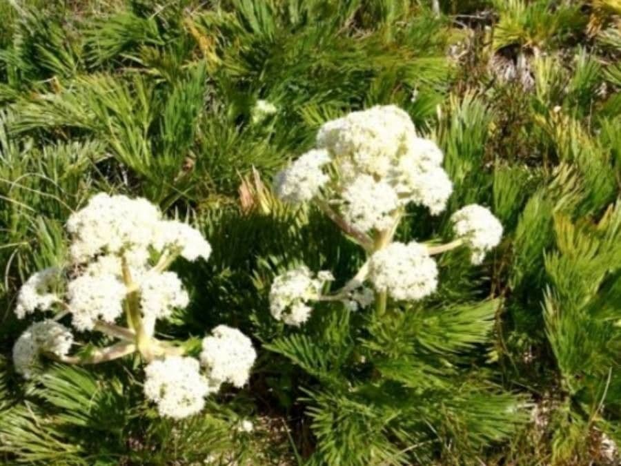 Gletscher-Spiessblatt