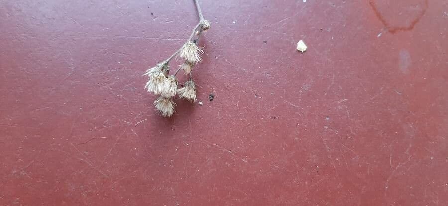 Eupatorio peloso