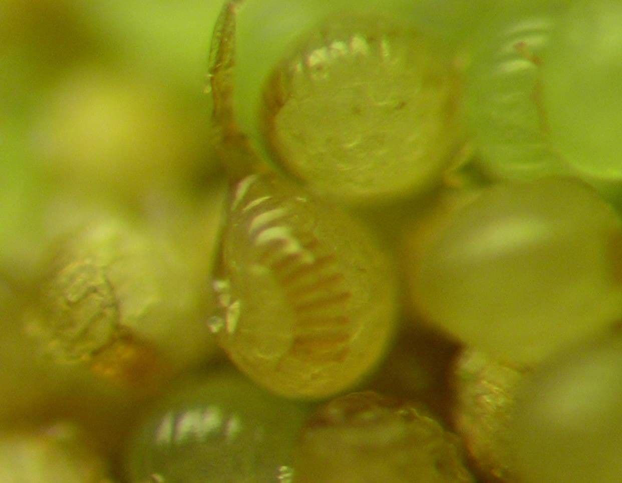 Polypode intermédiaire 6