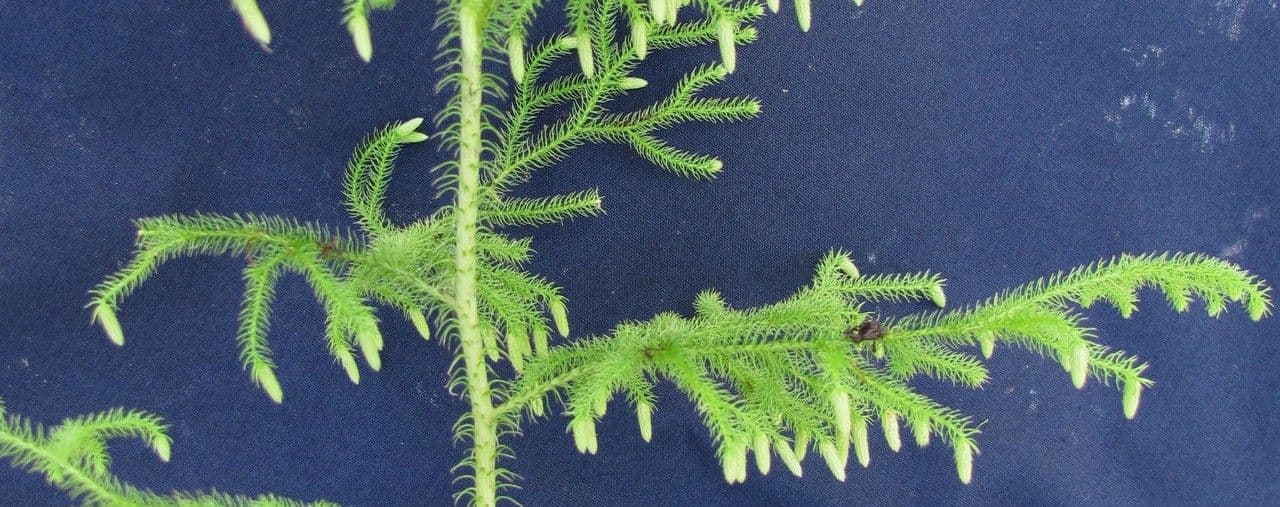 Lycopodiella cernua 20