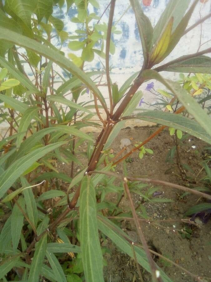 Ruellia simplex 24