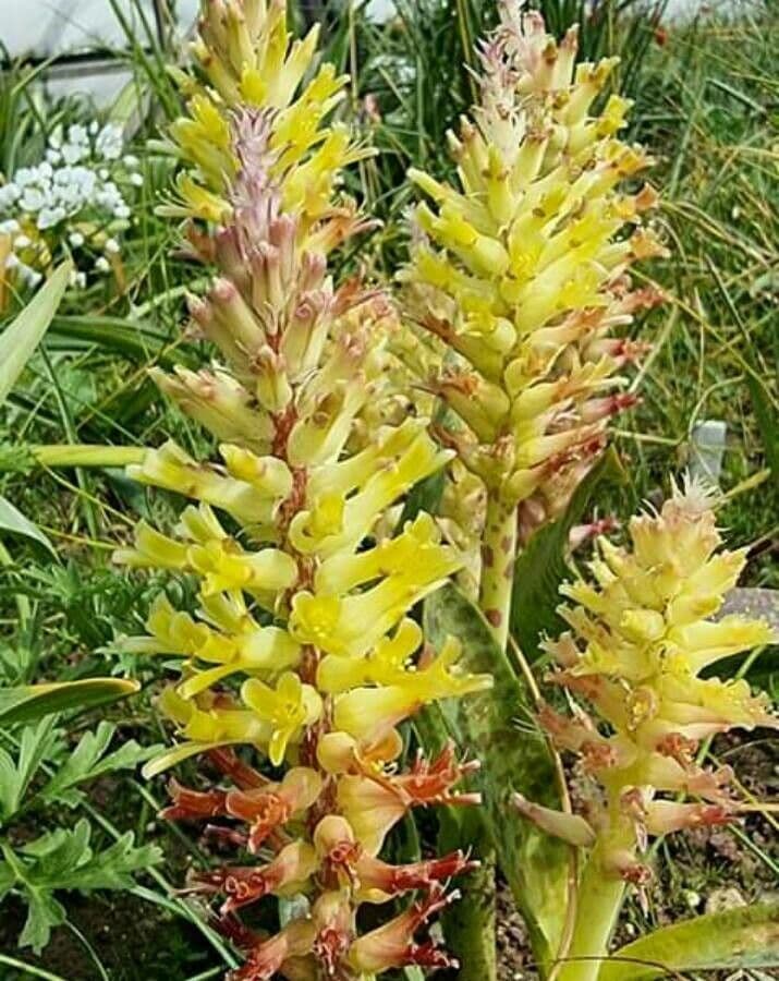 Lachenalia