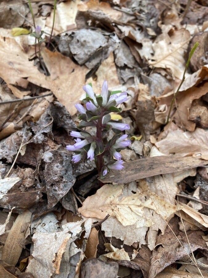 Viereckblume 5