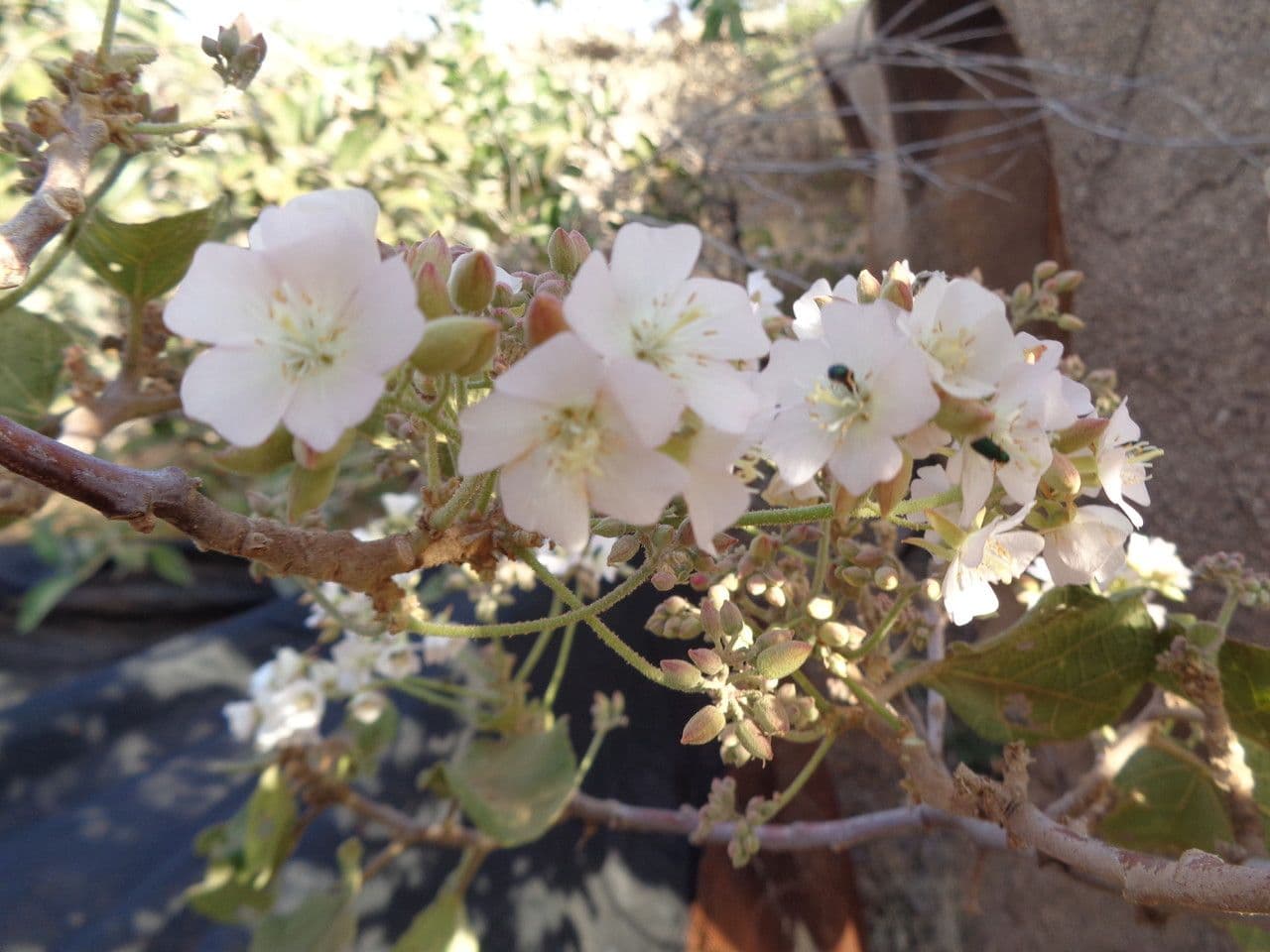 Rundblättrige Dombeya 24