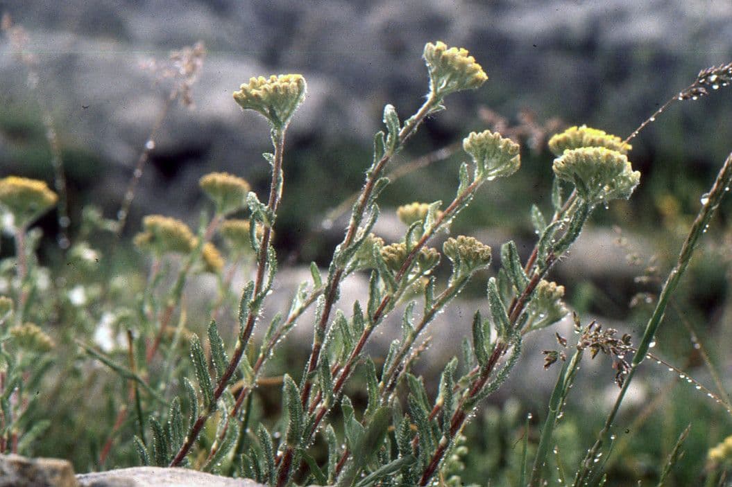 Achillea tomentosa 10