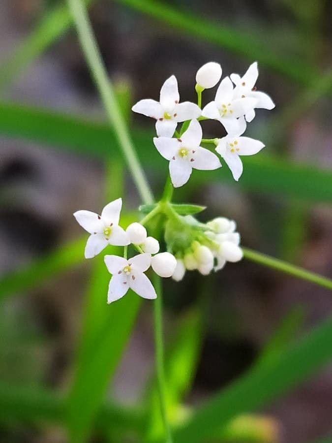 Rubia glauca 7