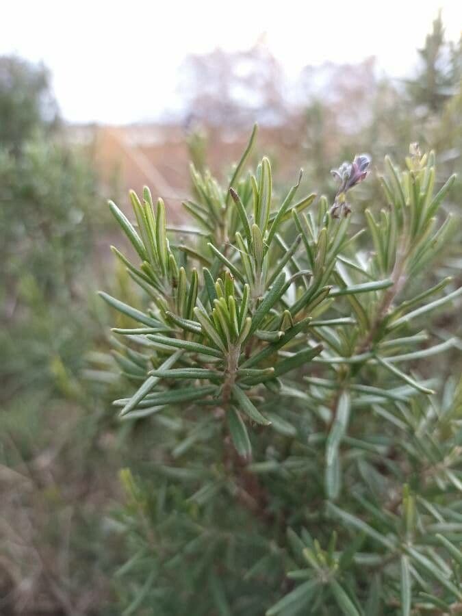 Rozmarýn lékařský 18