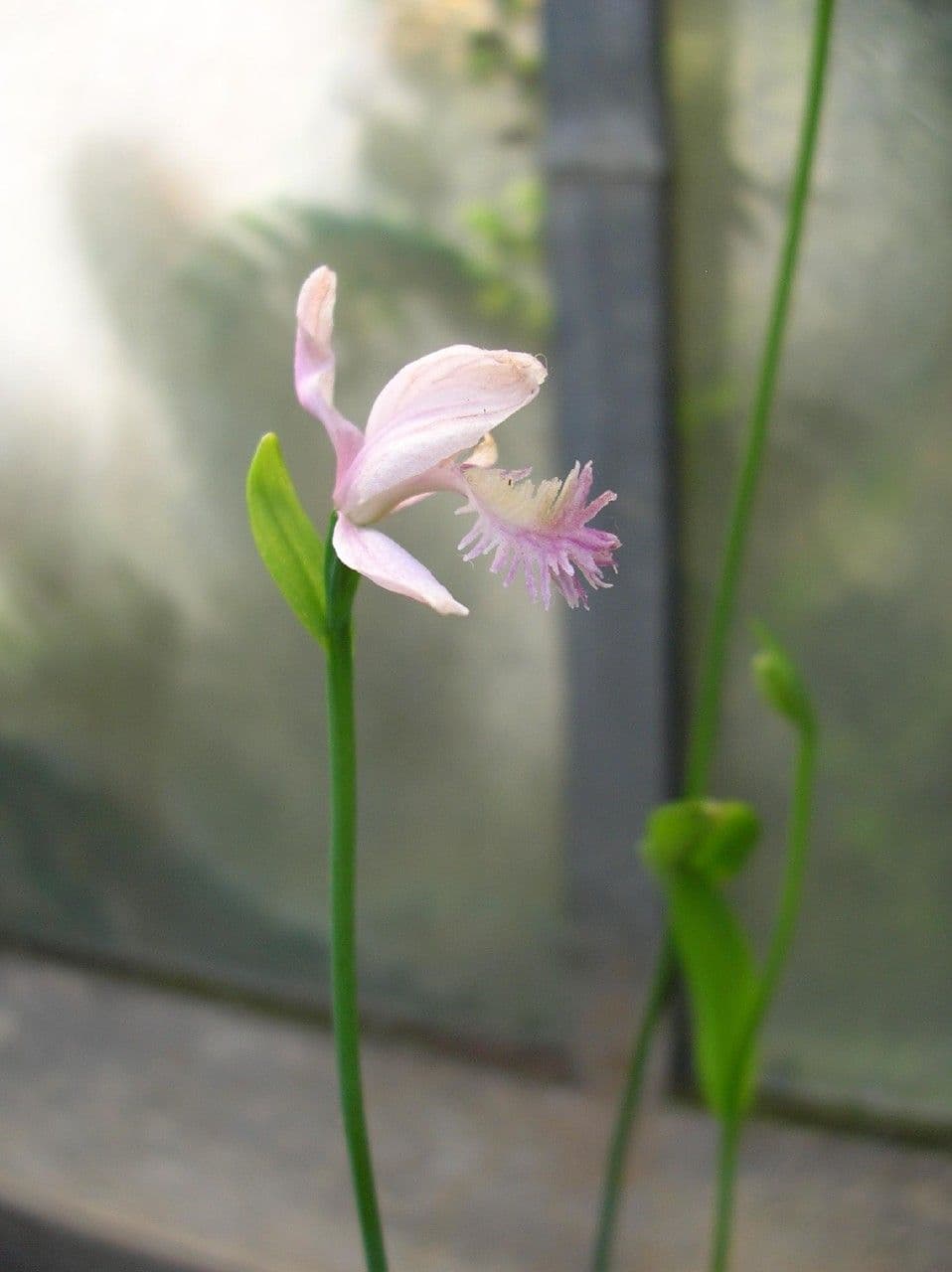 Pogonia 4