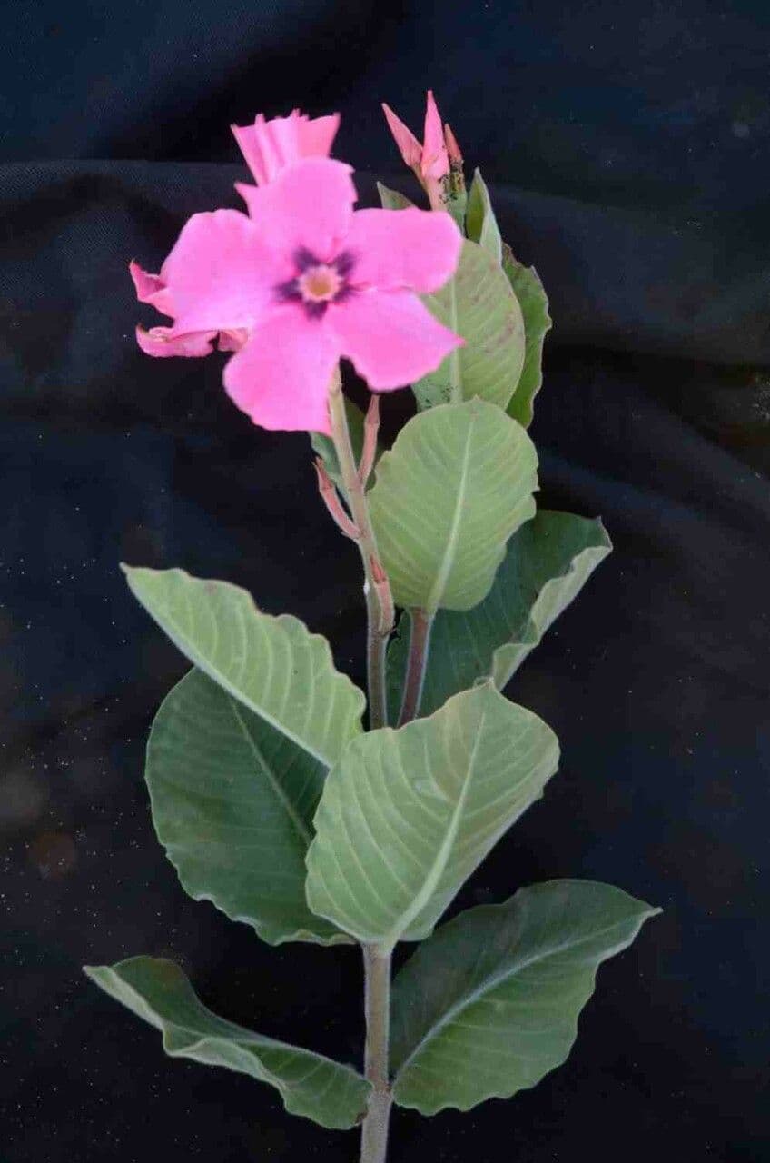 Mandevilla illustre 9