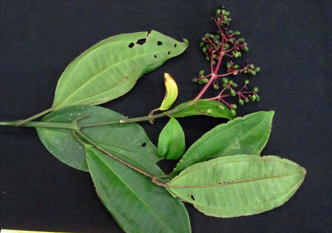 Honduras-Miconia