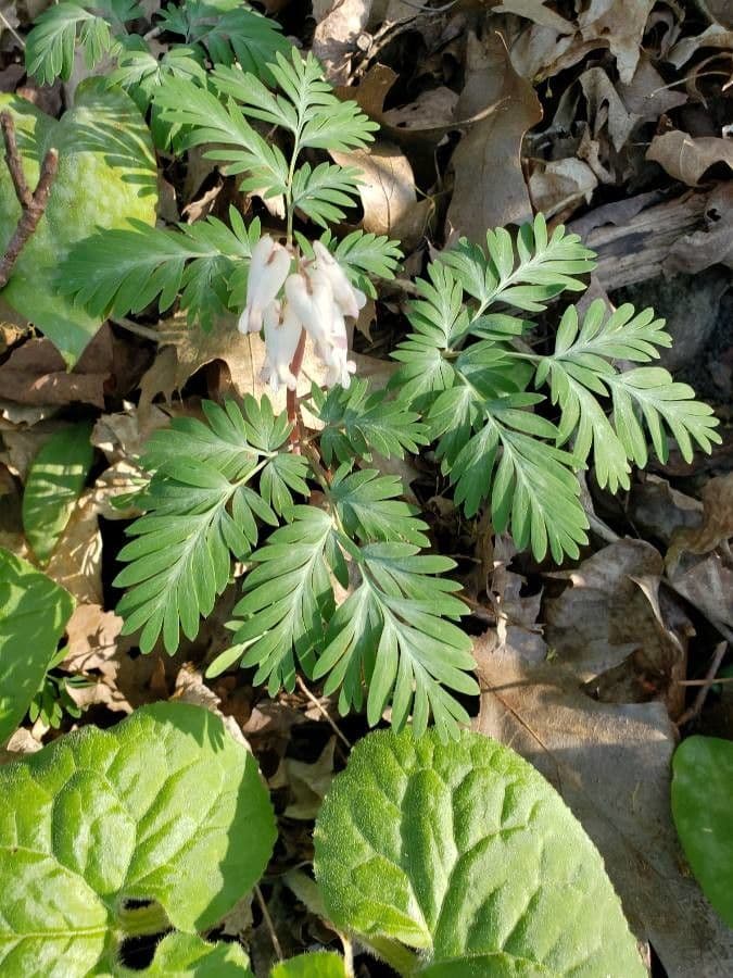 Dicentra canadese 15