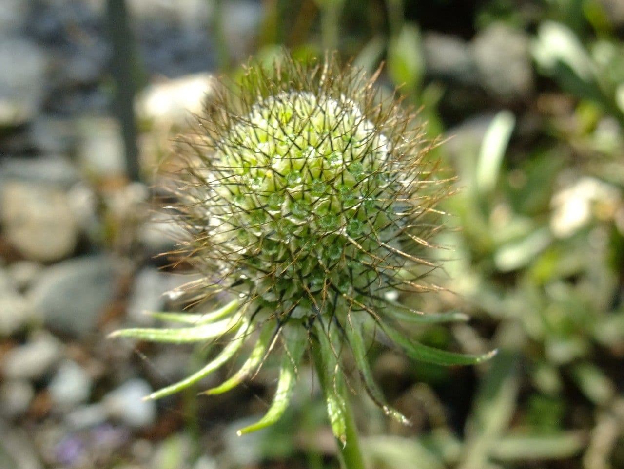 Scabiosa triandra 3
