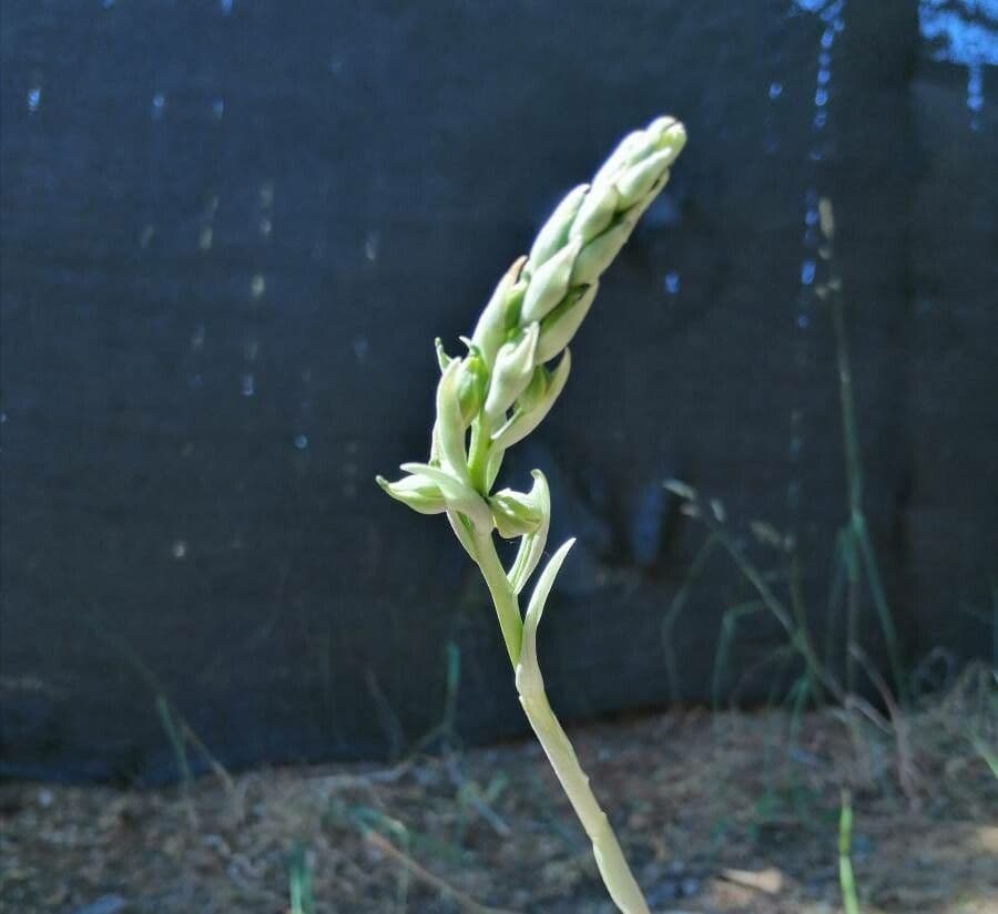 Gavilea