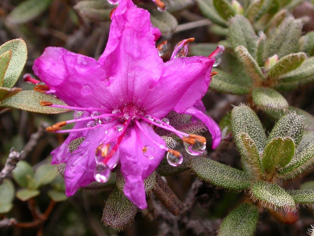 Rododendro setoso 4