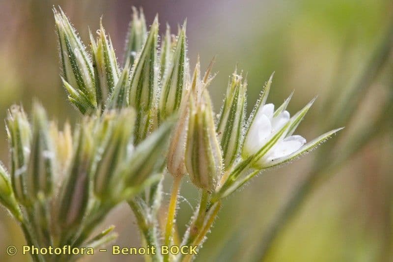 Minuartia glomerata 3