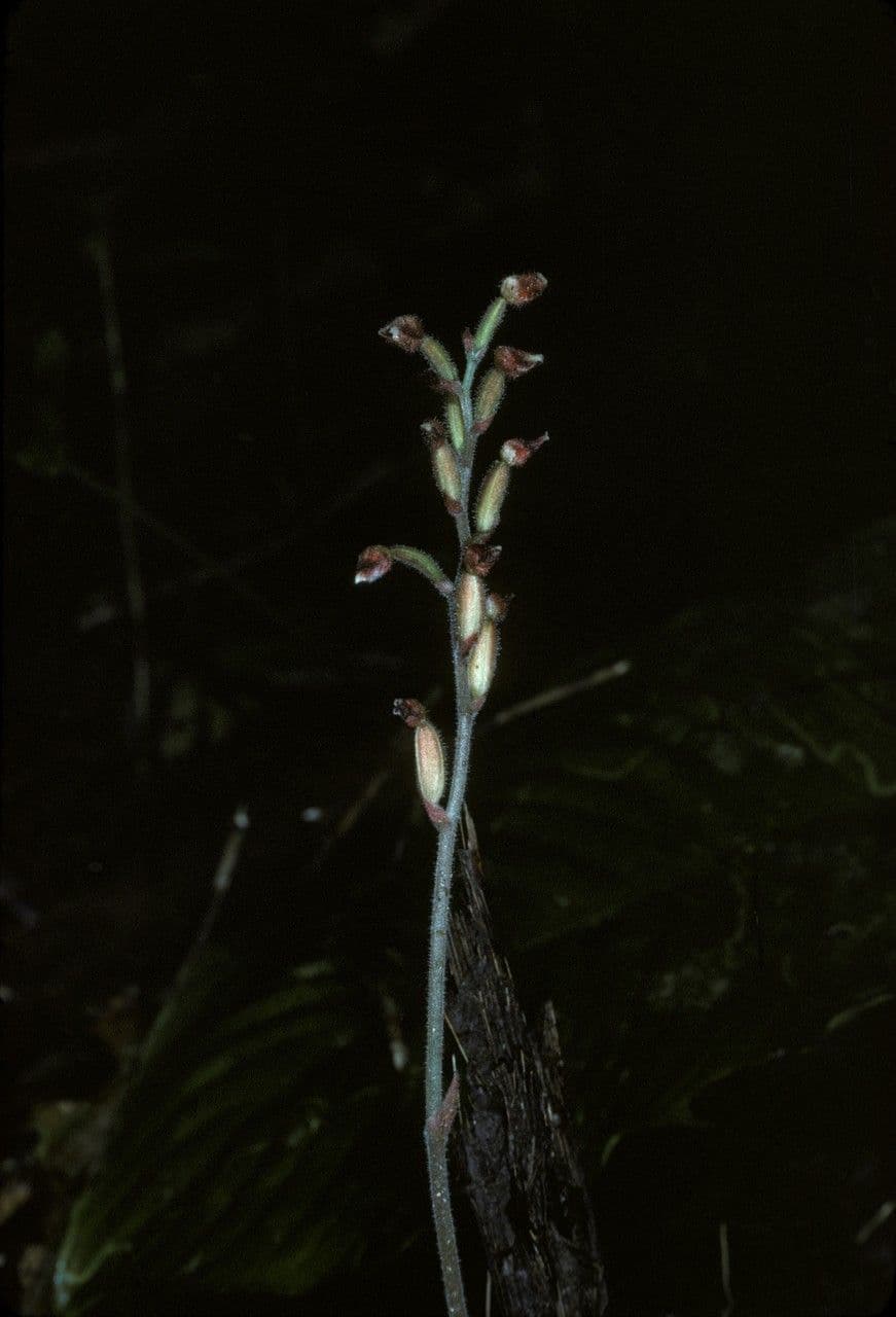 Macodes