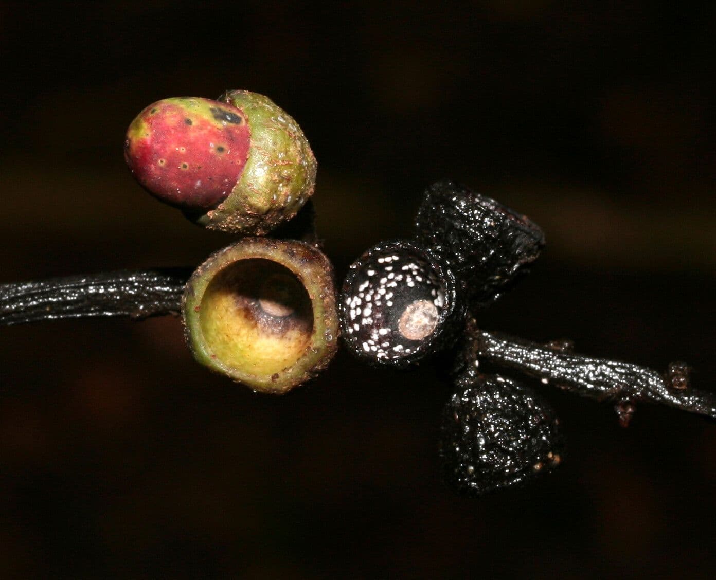Ocotea glomerata