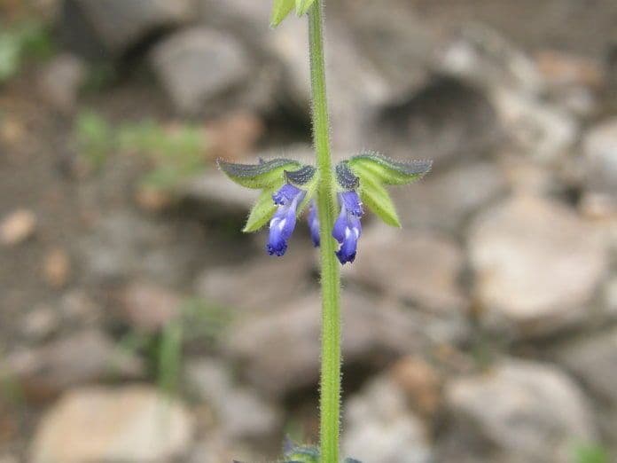 Salvia 2