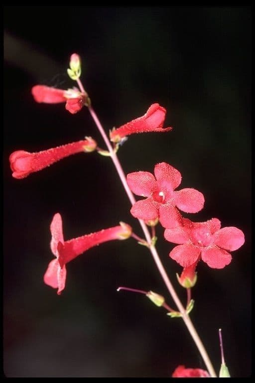 Penstemon utański 2