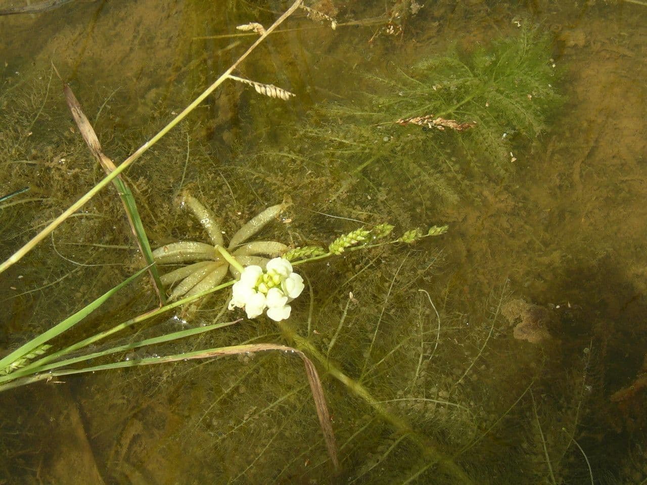 Utricularia inflexa 2