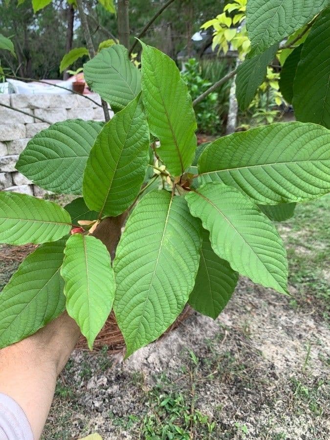 Mitragyna 3