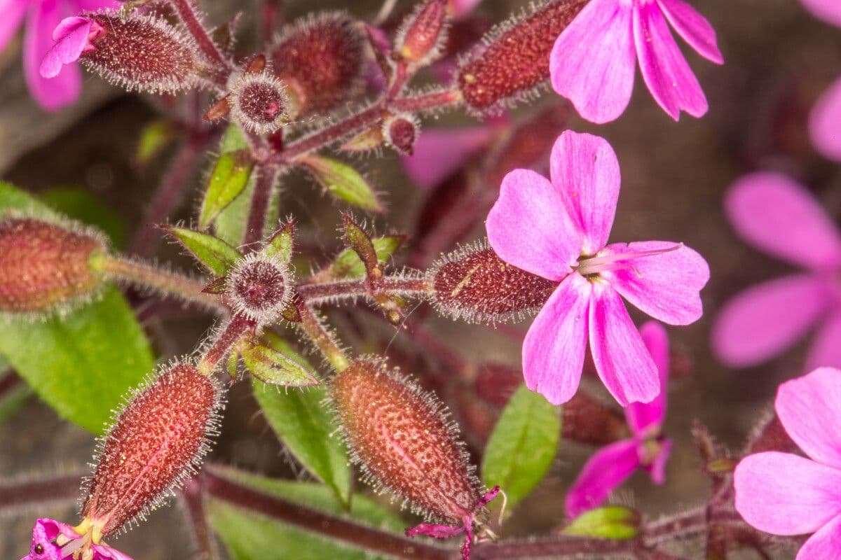 Saponaria rossa 25