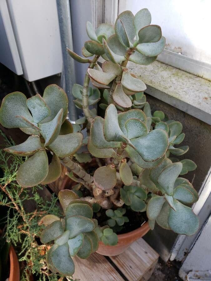 Pianta di giada 7