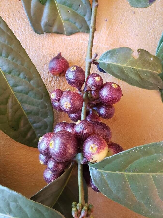 Siparuna 5