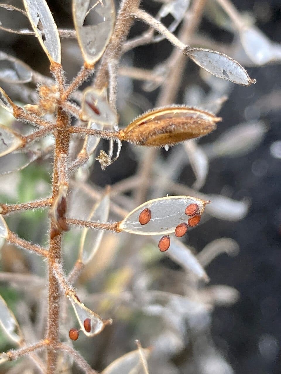 Draba 2