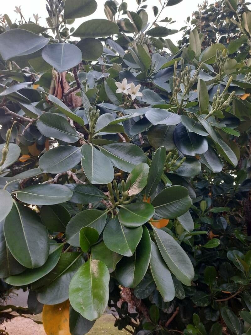 Scaevola taccada 19