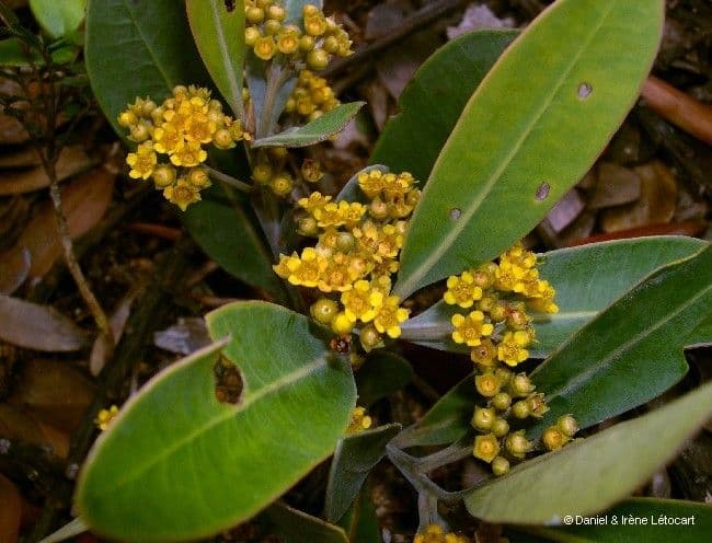 Tristaniopsis 4