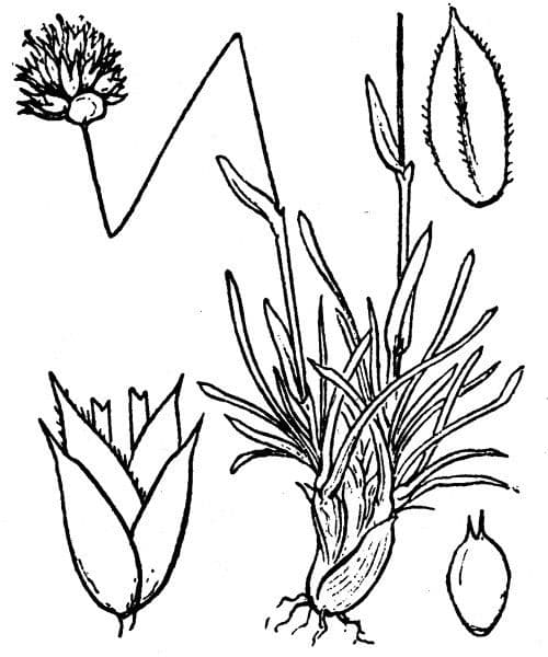 Sesleria 15