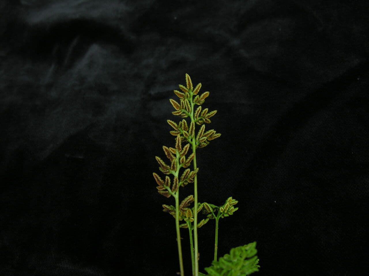 Kryptogramma 2