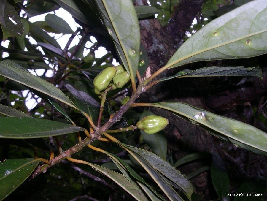Cryptocarya