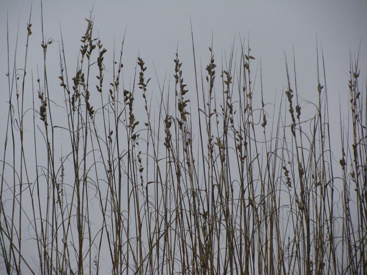 Avena marittima 21