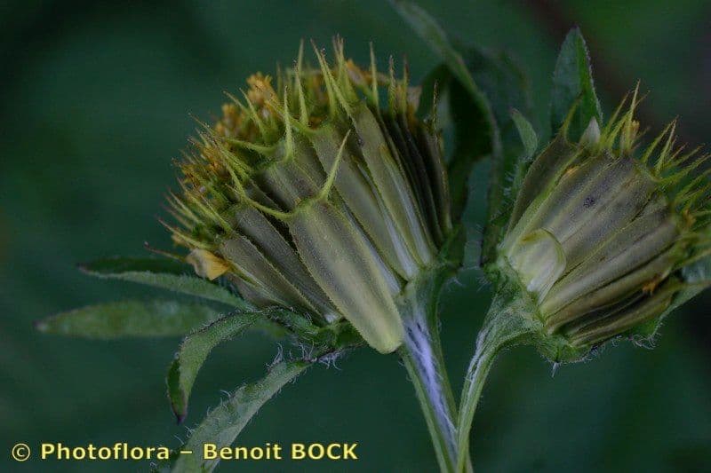 Bidens vulgata 2