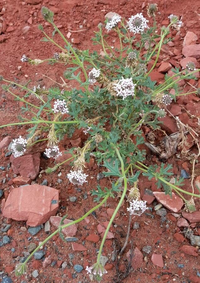 Junellia 4