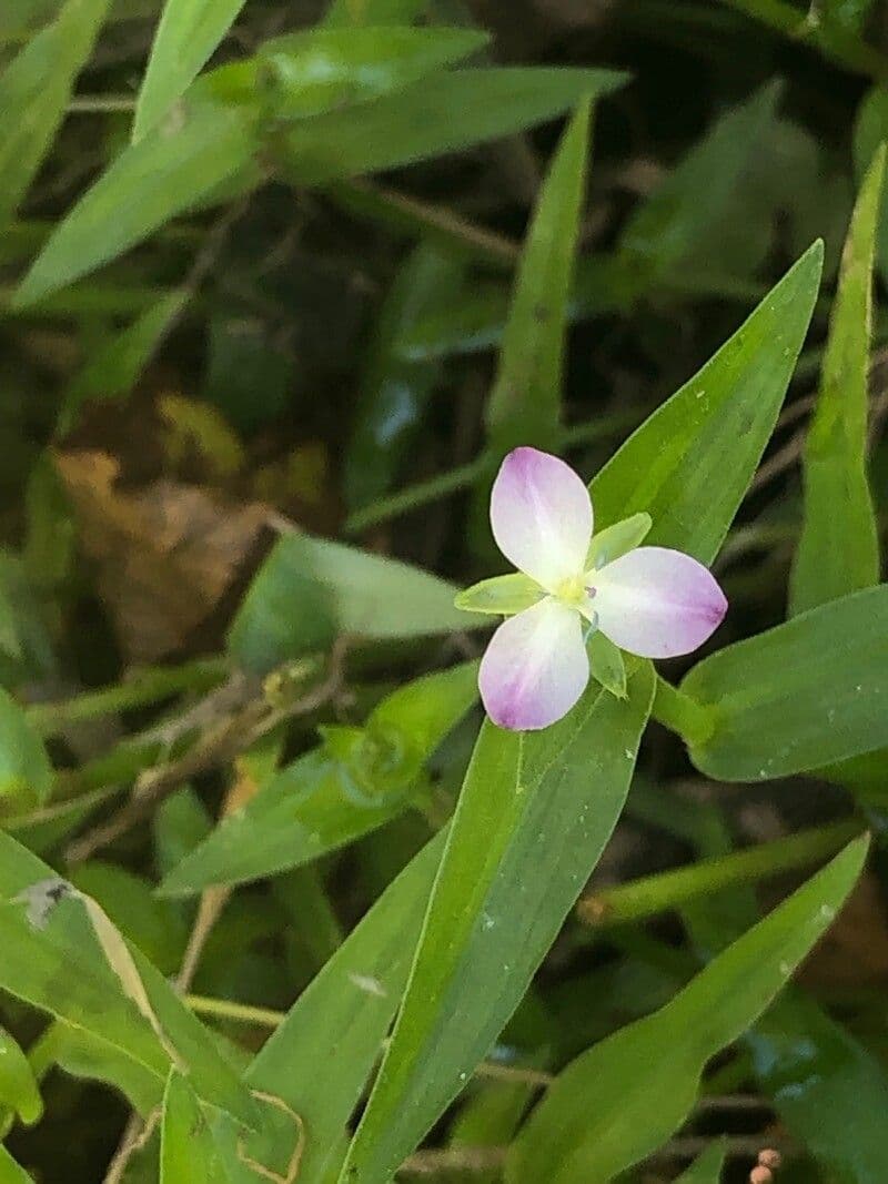 Mokradla