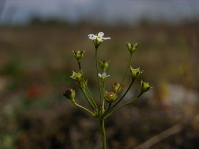 Androsace settentrionale 9
