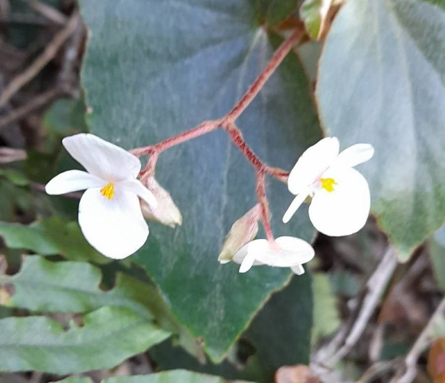 Begonia