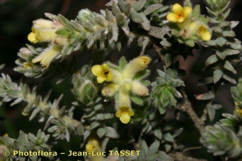 Tímelaea villosa 2